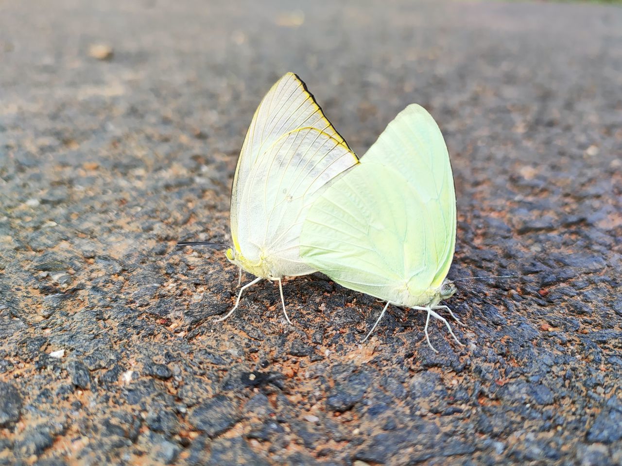 HIGH ANGLE VIEW OF INSECT