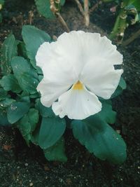 Close-up of white flower