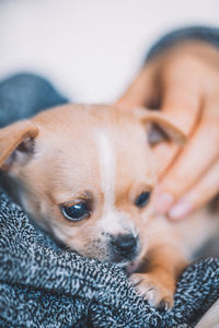 Close-up of woman holding cute puppy