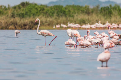 Flamingos in lake