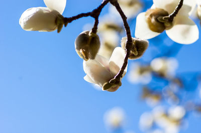 Low angle view of white flowering plant against sky