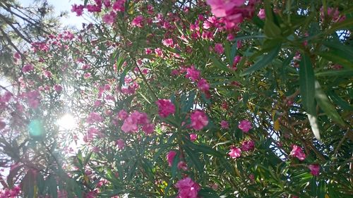 Close-up of pink flowering plant