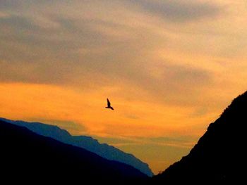 Silhouette of bird flying in sky at sunset