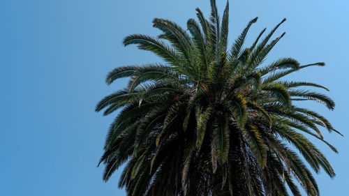 Low angle view of palm tree against blue sky