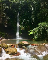 Scenic view of waterfall in forest