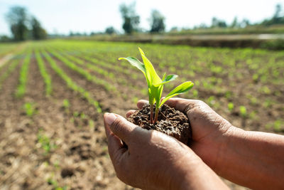 Close-up of hands holding sapling on agricultural field