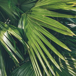 Full frame shot of palm tree