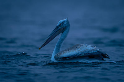 Close-up of pelican