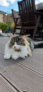 Portrait of cat resting on seat