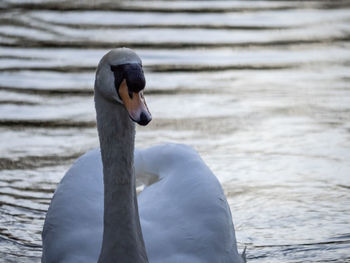 Close-up of swan on lake