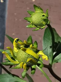 Close-up of green insect on plant