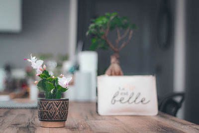 Potted plant on table at home