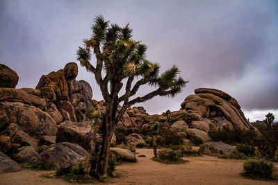 Rock formation amidst trees against sky