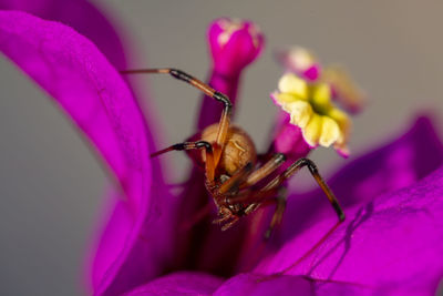 Close-up of insect pollinating on pink flower