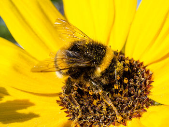 Close-up of bee pollinating on yellow flower