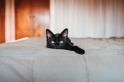 Black kitten resting on a bed