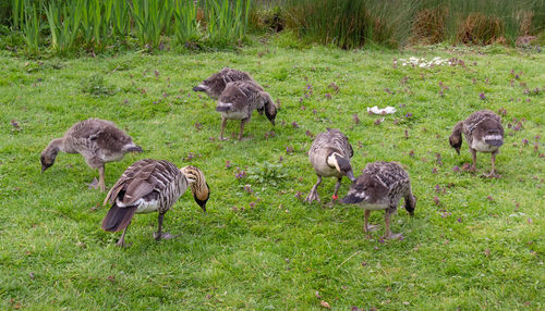 High angle view of geese on field