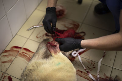 Dog treatment. bent paw. pet blood. veterinarian in gloves. helping stray dog.