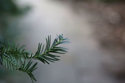 Close-up of a plant