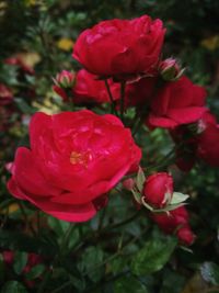 Close-up of red rose