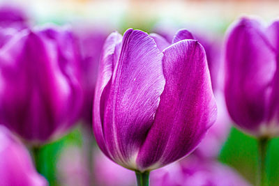 Close-up of purple tulips