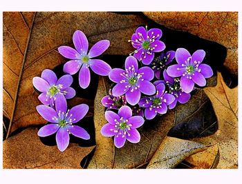 Close-up of purple flowers