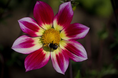 Close-up of flower blooming outdoors