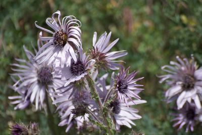 Close-up of purple flowering plant