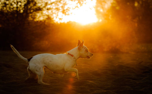 Side view of playful dog on field during sunset