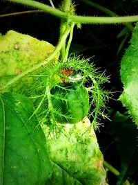 Close-up of insect on leaf