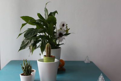 Close-up of potted plant on table against wall