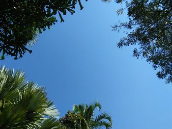 Low angle view of palm trees against clear blue sky