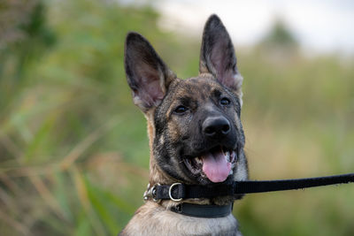 Close-up portrait of a dog