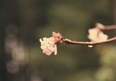 Close-up of pink cherry blossom