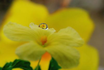 Close-up of yellow flowering plant