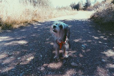 Dog standing on field