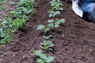 High angle view of plants growing on field