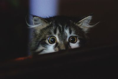 Close-up portrait of cat