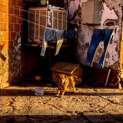 Dog outside of house at poor neighborhood