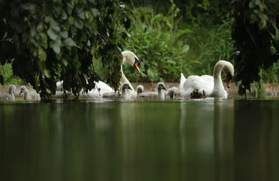 View of swan family swimming in lake