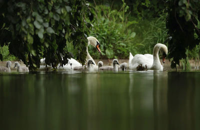 View of swans swimming in lake