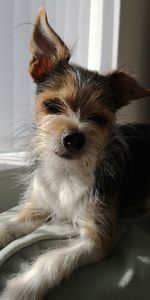 Portrait of dog relaxing at home