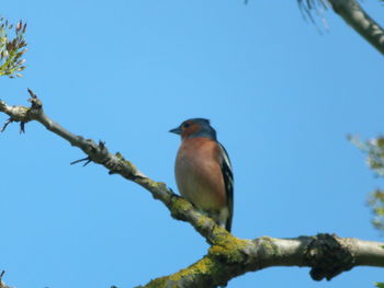 Low angle view of bird perching on branch against blue sky