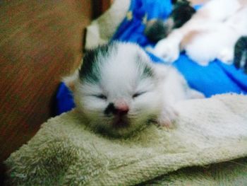 Close-up of a cat resting