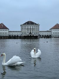 Swans in a lake