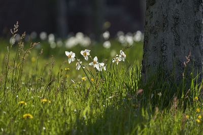 Close-up of flowering plants on field