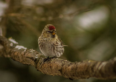 Close-up of bird perching on tree