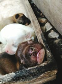 High angle view of newborn puppies
