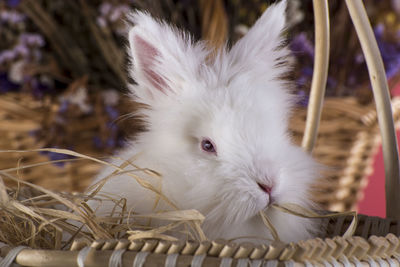 Close-up of rabbit in basket