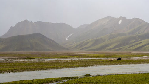 Black and white sheep are grazing at iceland's highlands by the river